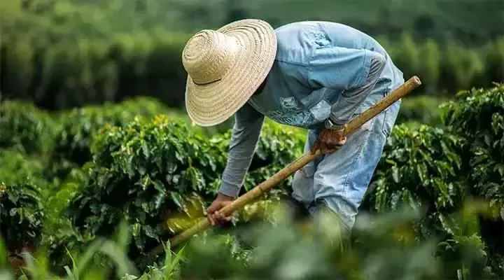 Agricultor trabajando en el campo
