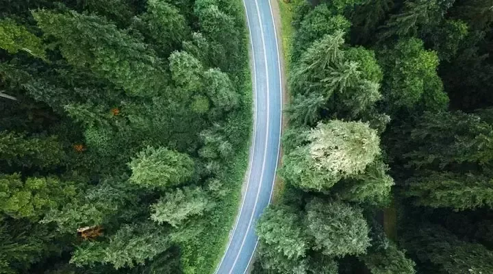 Camino a través del bosque