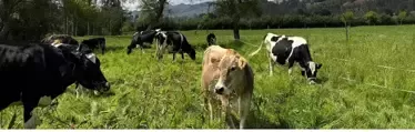 ganadero